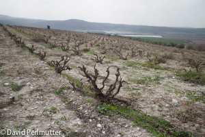 Recanati's Wild Carignan Vineyard