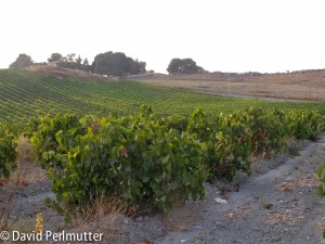 Goblet-trained Bush Vine Carignan in the Sorek Valley.