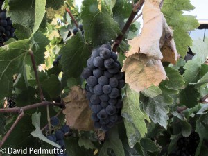 Carignan Grapes