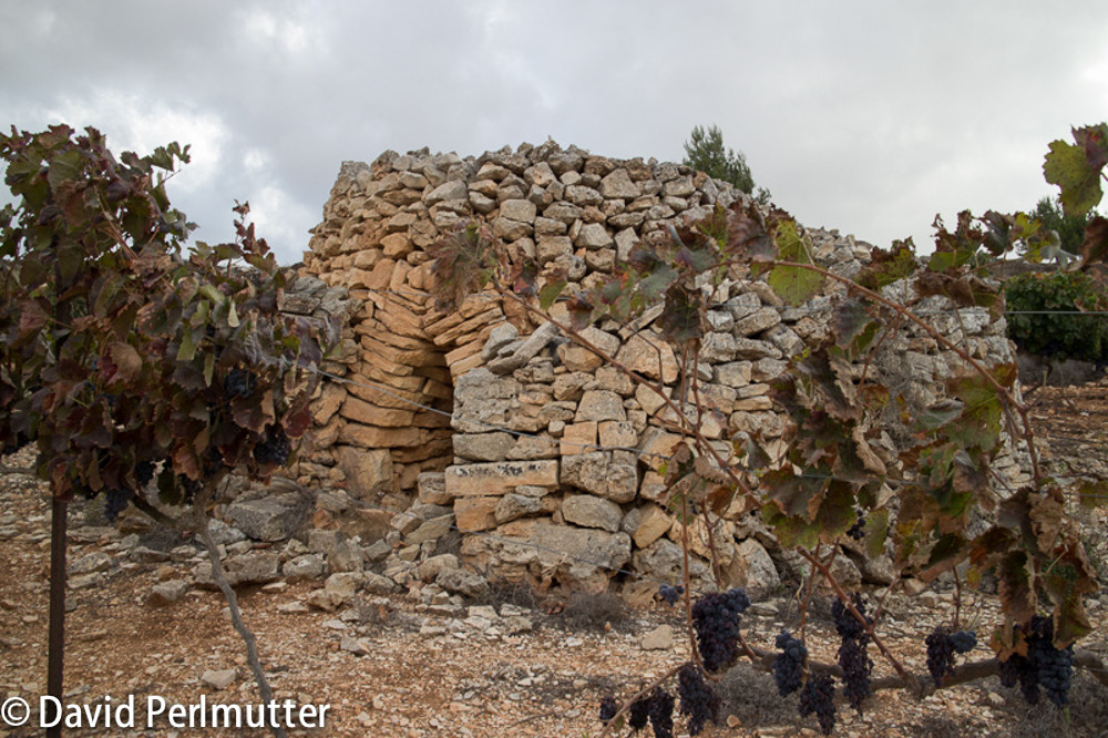 Beit El Vineyards