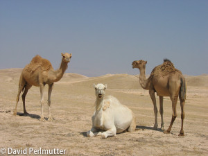 camels-3